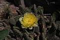 Нажмите на изображение для увеличения.

Название:	Opuntia basilaris v.aurea_6.2013.jpg
Просмотров:	180
Размер:	220.4 Кб
ID:	335610