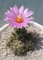 Нажмите на изображение для увеличения.

Название:	Coryphantha_macromeris_SB841_7y_1.JPG
Просмотров:	217
Размер:	167.6 Кб
ID:	335612