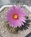 Нажмите на изображение для увеличения.

Название:	Coryphantha_macromeris_SB841_7y_2.JPG
Просмотров:	210
Размер:	185.3 Кб
ID:	335613
