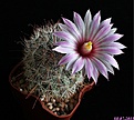 Нажмите на изображение для увеличения.

Название:	Mammillaria tetrancistra..JPG
Просмотров:	211
Размер:	157.0 Кб
ID:	335625