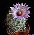Нажмите на изображение для увеличения.

Название:	Mammillaria tetrancistra.JPG
Просмотров:	217
Размер:	165.9 Кб
ID:	335626