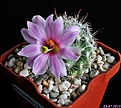 Нажмите на изображение для увеличения.

Название:	Mammillaria boolii.JPG
Просмотров:	209
Размер:	158.8 Кб
ID:	335627
