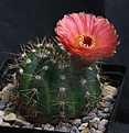 Нажмите на изображение для увеличения.

Название:	Notocactus_ottonis_v.vencluianus.jpg
Просмотров:	154
Размер:	197.2 Кб
ID:	335629