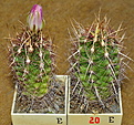 Нажмите на изображение для увеличения.

Название:	Thelocactusbicolor.jpg
Просмотров:	210
Размер:	248.8 Кб
ID:	335633