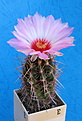 Нажмите на изображение для увеличения.

Название:	Thelocactusbicolor+.jpg
Просмотров:	218
Размер:	165.9 Кб
ID:	335634