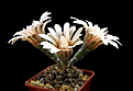 Нажмите на изображение для увеличения.

Название:	Gymnocalycium_quehlianum.jpg
Просмотров:	162
Размер:	89.8 Кб
ID:	335642