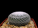 Нажмите на изображение для увеличения.

Название:	Mammillaria_microthele_SB34.jpg
Просмотров:	147
Размер:	121.5 Кб
ID:	335646