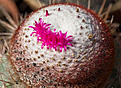 Нажмите на изображение для увеличения.

Название:	Melocactus_sp.jpg
Просмотров:	140
Размер:	194.5 Кб
ID:	335647