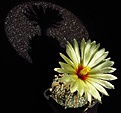 Нажмите на изображение для увеличения.

Название:	Astrophytum_asterias_Super_Kabuto.jpg
Просмотров:	145
Размер:	75.5 Кб
ID:	335696
