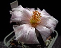 Нажмите на изображение для увеличения.

Название:	Turbinicarpus_lophophoroides.jpg
Просмотров:	168
Размер:	78.9 Кб
ID:	335697