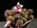 Нажмите на изображение для увеличения.

Название:	Mammillaria_yaquensis.jpg
Просмотров:	177
Размер:	159.0 Кб
ID:	335698