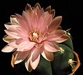 Нажмите на изображение для увеличения.

Название:	Gymnocalycium_horstii.jpg
Просмотров:	176
Размер:	61.3 Кб
ID:	335699