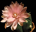 Нажмите на изображение для увеличения.

Название:	Gymnocalycium_horstii.jpg
Просмотров:	154
Размер:	61.3 Кб
ID:	335699