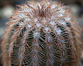 Нажмите на изображение для увеличения.

Название:	Echinocereus_pailanus_P282_.jpg
Просмотров:	153
Размер:	175.7 Кб
ID:	335716