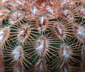 Нажмите на изображение для увеличения.

Название:	Echinocereus_pailanus_P282.jpg
Просмотров:	148
Размер:	196.7 Кб
ID:	335717