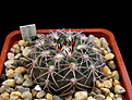 Нажмите на изображение для увеличения.

Название:	Gymnocalycium_spegazzinii_punillense_GN91-492_1561...jpg
Просмотров:	832
Размер:	149.5 Кб
ID:	335719