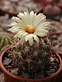 Нажмите на изображение для увеличения.

Название:	Coryphantha_kracikii_El_Diamante_Dur..jpg
Просмотров:	152
Размер:	216.8 Кб
ID:	335725