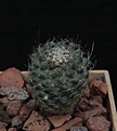 Нажмите на изображение для увеличения.

Название:	Pediocactus simpsonii v.minor SB194_4y_6.13.jpg
Просмотров:	291
Размер:	228.1 Кб
ID:	335727