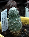 Нажмите на изображение для увеличения.

Название:	Pediocactus simpsonii v.minor SB194_6.13.jpg
Просмотров:	283
Размер:	87.9 Кб
ID:	335728