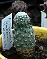 Нажмите на изображение для увеличения.

Название:	Pediocactus simpsonii v.minor SB194_6.13.jpg
Просмотров:	221
Размер:	87.9 Кб
ID:	335728