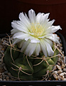 Нажмите на изображение для увеличения.

Название:	Gymnocalycium_ourselianum_n.n_Bercht.jpg
Просмотров:	139
Размер:	195.8 Кб
ID:	335729