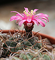 Нажмите на изображение для увеличения.

Название:	Gymnocalycium_tillianum_VG1127.jpg
Просмотров:	160
Размер:	197.7 Кб
ID:	335730
