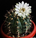 Нажмите на изображение для увеличения.

Название:	Gymnocalycium anisitsii hybr..JPG
Просмотров:	153
Размер:	150.1 Кб
ID:	335750