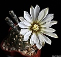 Нажмите на изображение для увеличения.

Название:	Gymnocalycium ragonesei.JPG
Просмотров:	155
Размер:	123.5 Кб
ID:	335751