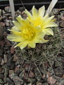 Нажмите на изображение для увеличения.

Название:	CopiapoahumilisPhil.Hutchison195302.JPG
Просмотров:	170
Размер:	151.5 Кб
ID:	335759
