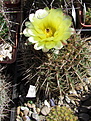 Нажмите на изображение для увеличения.

Название:	Notocactusrobustus02.JPG
Просмотров:	164
Размер:	245.9 Кб
ID:	335778