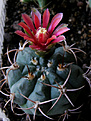 Нажмите на изображение для увеличения.

Название:	Gymnocalycium_carmin.jpg
Просмотров:	147
Размер:	235.3 Кб
ID:	335785