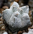 Нажмите на изображение для увеличения.

Название:	IMG_6863.JPG
Просмотров:	481
Размер:	94.9 Кб
ID:	335791