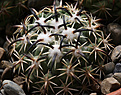 Нажмите на изображение для увеличения.

Название:	Coryphantha_tripugionacantha.jpg
Просмотров:	149
Размер:	235.4 Кб
ID:	335824