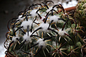 Нажмите на изображение для увеличения.

Название:	Coryphantha_tripugionacantha_.jpg
Просмотров:	152
Размер:	238.0 Кб
ID:	335825