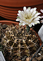 Нажмите на изображение для увеличения.

Название:	Gymnocalycium_onychacanthum.jpg
Просмотров:	142
Размер:	179.5 Кб
ID:	335829