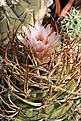 Нажмите на изображение для увеличения.

Название:	Gymnocalycium_polycephalum_VG210a.jpg
Просмотров:	141
Размер:	213.2 Кб
ID:	335830