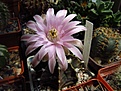 Нажмите на изображение для увеличения.

Название:	Gymnocalycium_friedrichii.jpg
Просмотров:	139
Размер:	114.4 Кб
ID:	335831