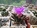 Нажмите на изображение для увеличения.

Название:	A.agavoides.jpg
Просмотров:	252
Размер:	73.7 Кб
ID:	335850