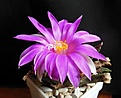 Нажмите на изображение для увеличения.

Название:	A.agavoides2.jpg
Просмотров:	243
Размер:	52.2 Кб
ID:	335851