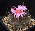 Нажмите на изображение для увеличения.

Название:	Thelocactus_tulensis_ssp_buekii_IMG_2503.jpg
Просмотров:	132
Размер:	150.7 Кб
ID:	335860