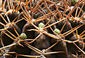 Нажмите на изображение для увеличения.

Название:	Gymnocalycium_mihanovichii_LB.jpg
Просмотров:	107
Размер:	203.8 Кб
ID:	335869