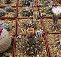 Нажмите на изображение для увеличения.

Название:	Gymnocalycium_spegazzinii_punillense2.jpg
Просмотров:	844
Размер:	183.4 Кб
ID:	335893