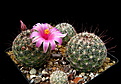 Нажмите на изображение для увеличения.

Название:	2_Mammillaria_grahamii_SB863.jpg
Просмотров:	186
Размер:	177.6 Кб
ID:	335984