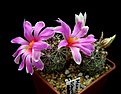 Нажмите на изображение для увеличения.

Название:	2_Mammillaria_schumannii_L048.jpg
Просмотров:	194
Размер:	111.8 Кб
ID:	335986