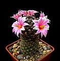 Нажмите на изображение для увеличения.

Название:	2_Mammillaria_sheldonii.jpg
Просмотров:	189
Размер:	90.5 Кб
ID:	335987