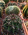 Нажмите на изображение для увеличения.

Название:	1_Ferocactus_horridus.jpg
Просмотров:	112
Размер:	151.1 Кб
ID:	335991