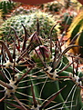 Нажмите на изображение для увеличения.

Название:	1_Ferocactus_horridus...jpg
Просмотров:	126
Размер:	112.3 Кб
ID:	335992
