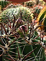 Нажмите на изображение для увеличения.

Название:	1_Ferocactus_horridus...jpg
Просмотров:	114
Размер:	112.3 Кб
ID:	335992