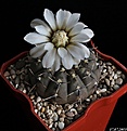 Нажмите на изображение для увеличения.

Название:	Gymnocalycium stellatum aff..JPG
Просмотров:	131
Размер:	141.3 Кб
ID:	335997