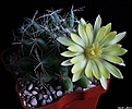 Нажмите на изображение для увеличения.

Название:	Mammillaria sphaerica.JPG
Просмотров:	136
Размер:	157.5 Кб
ID:	335998